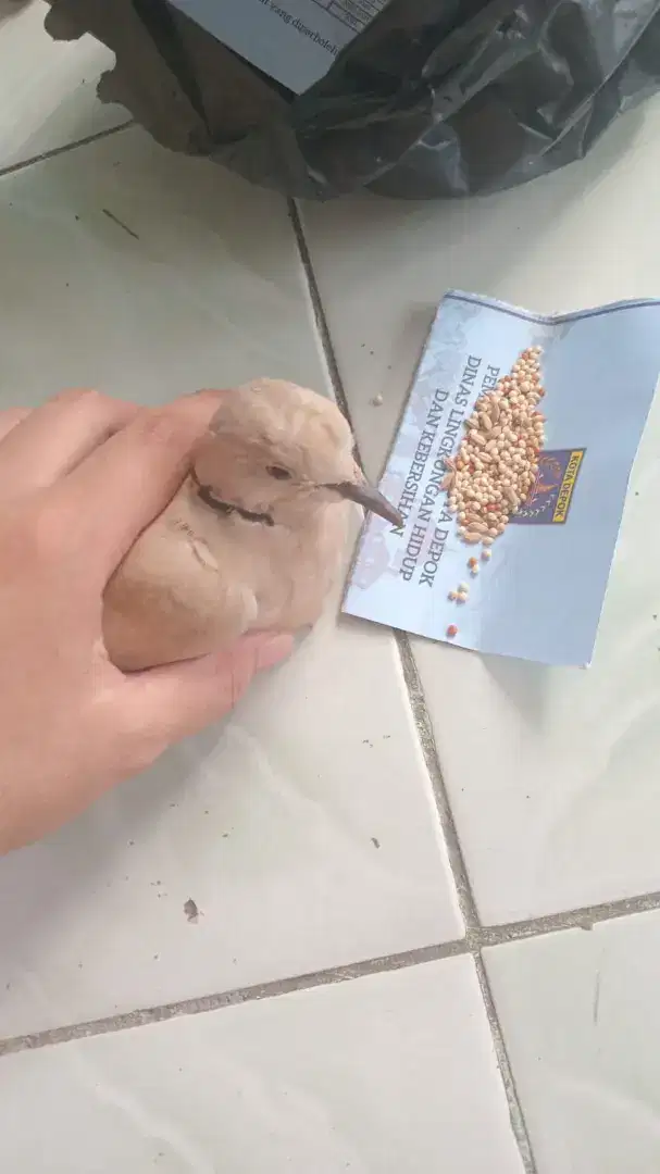 Burung puter murah