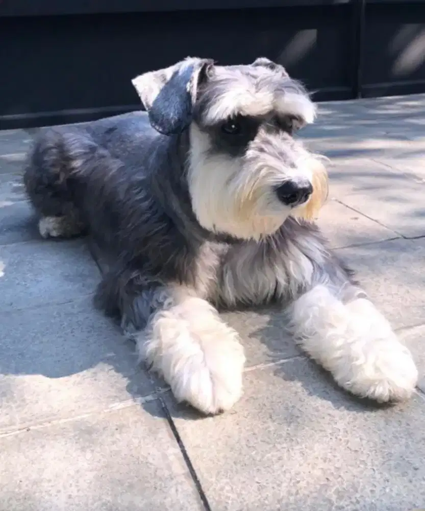 miniatur snauzer (warna langkah)