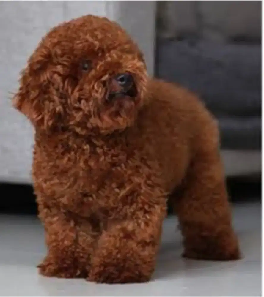 anjing podlle red (miniatur)