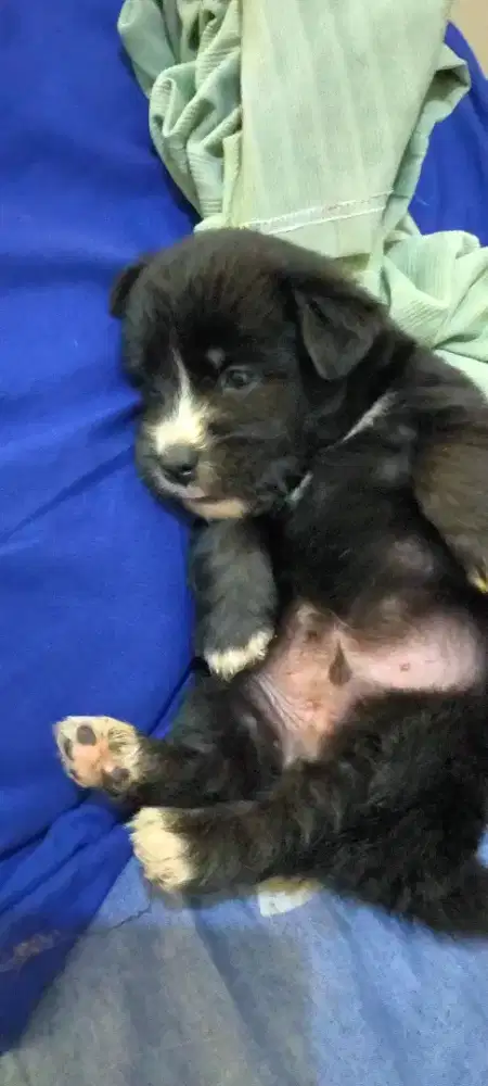 Anak anjing comel, gemoy, bulu lebat, sehat DH diberi obat cacing.