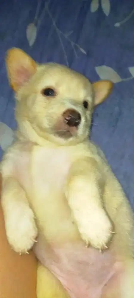 Anak anjing mix mini pincher