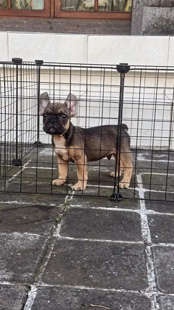 French Bulldog Jantan Exotic Red Sable