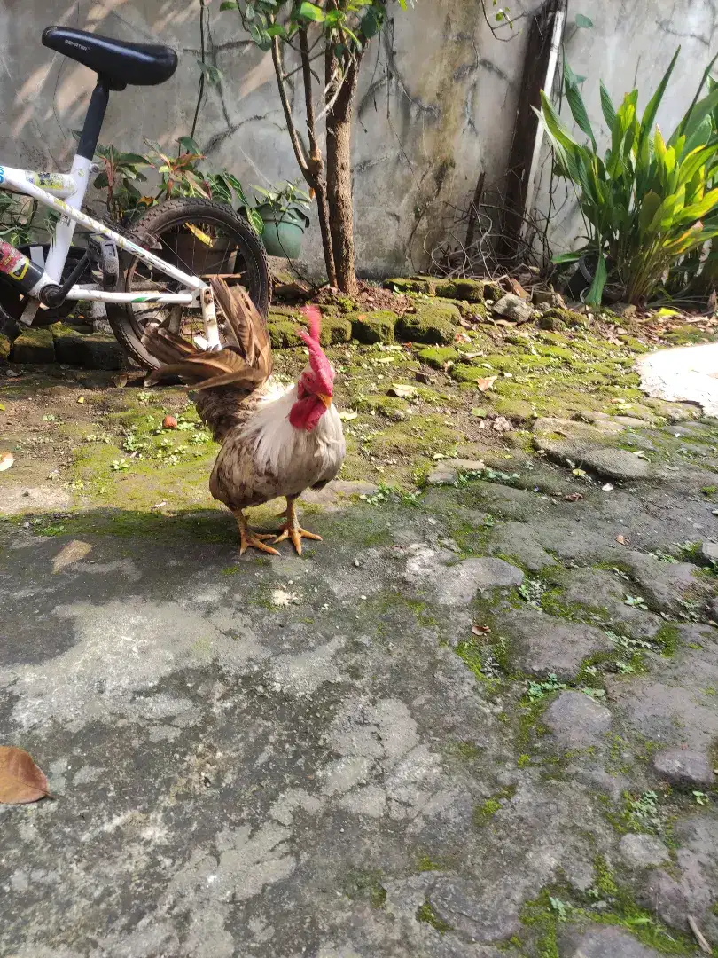 Ayam Kate rajin berkokok