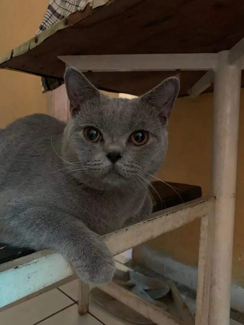 British Shorthair Blue
