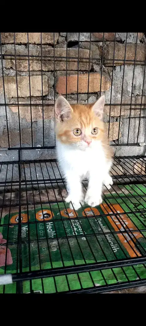 Kitten NS jantan
