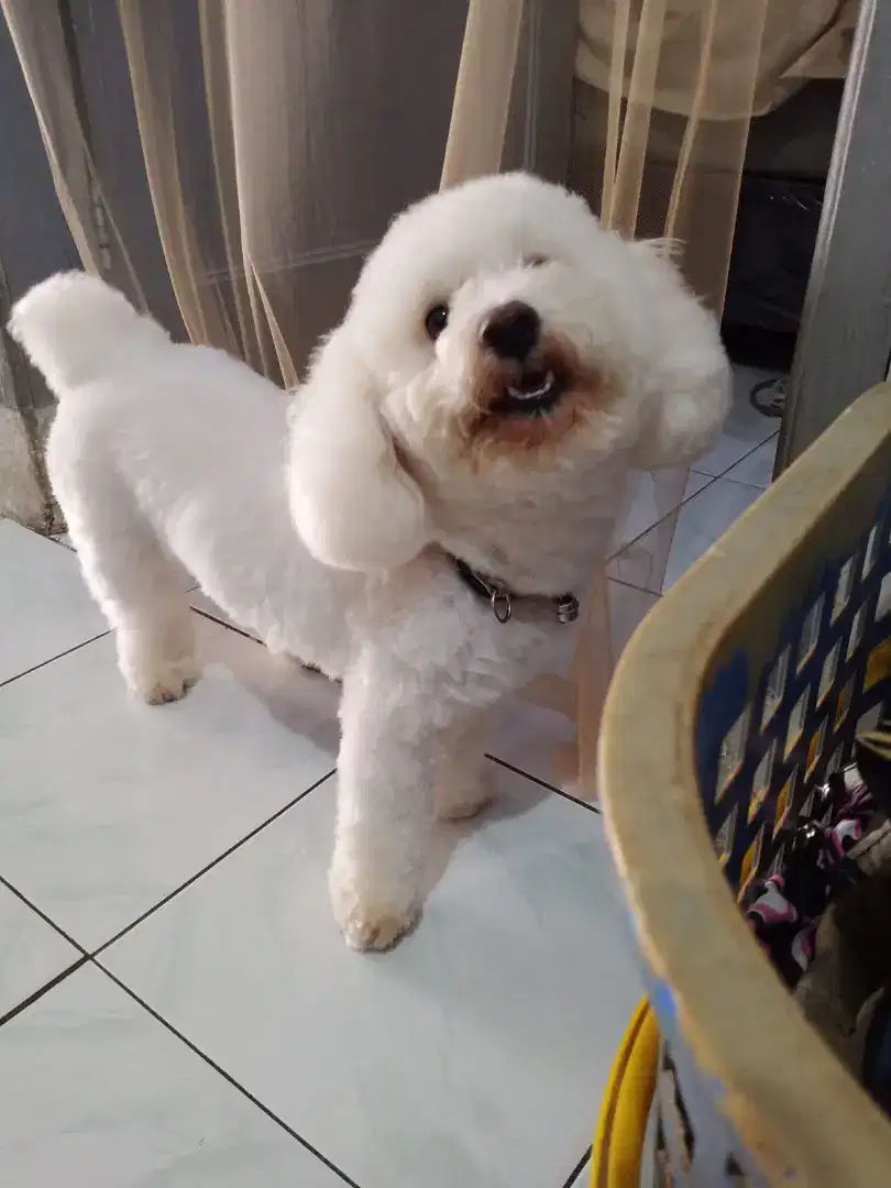 Toy poodle apricot white party silver