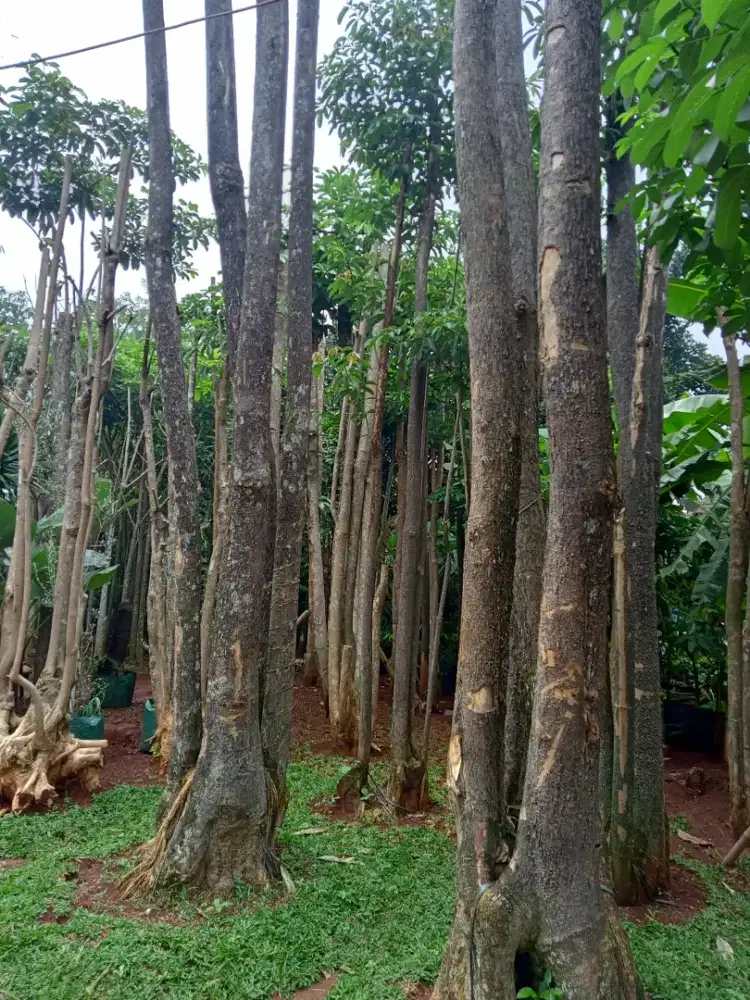 Jual pohon Pule geruping