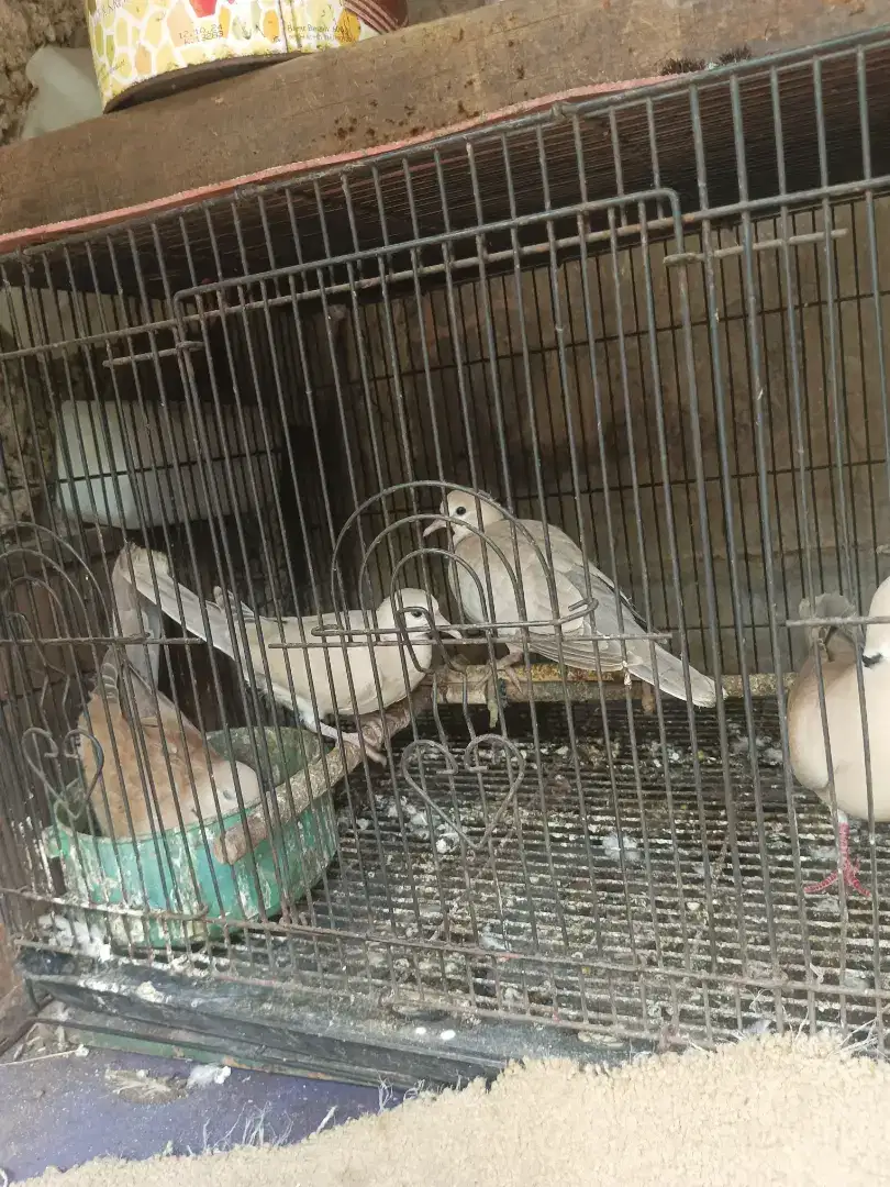 Jual burung anakan puter pelung sepasang