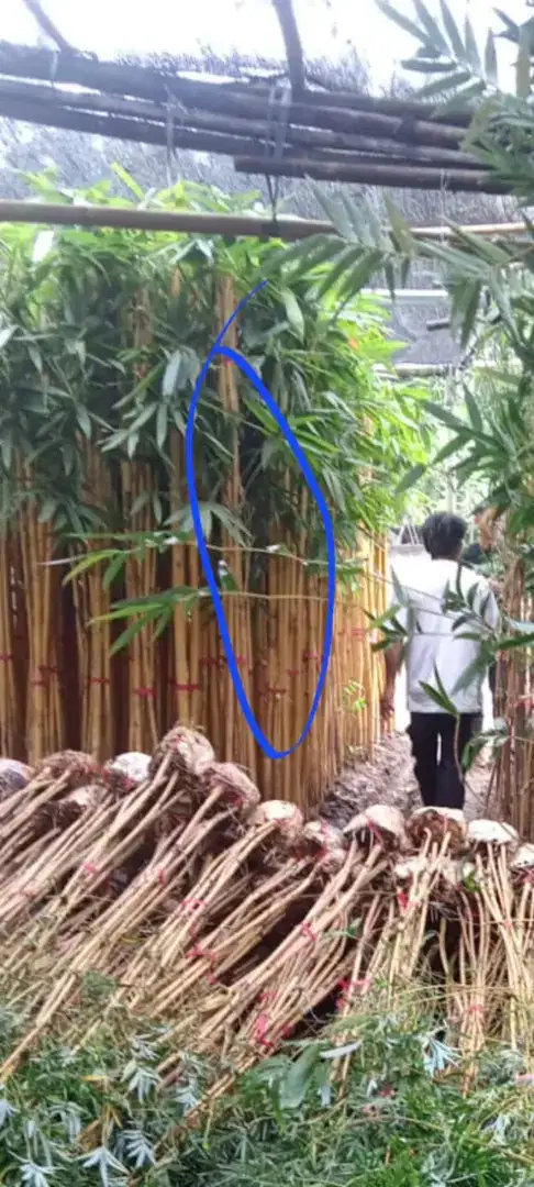 Jual bambu kuning kerisik