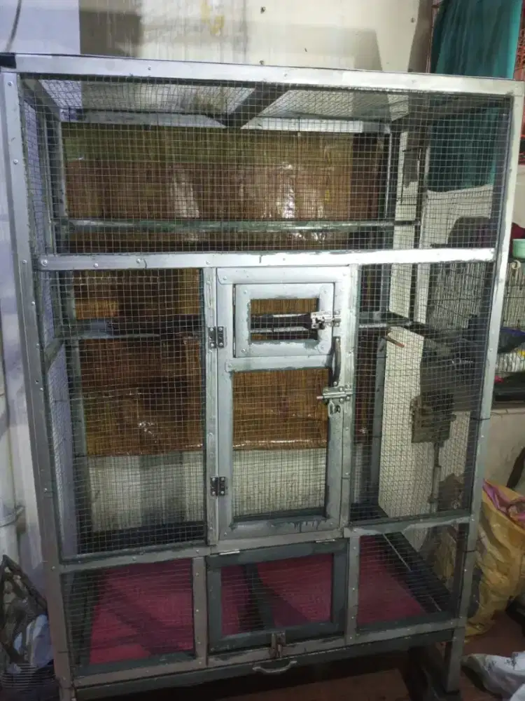 kandang koloni Lovebird / ternak murai