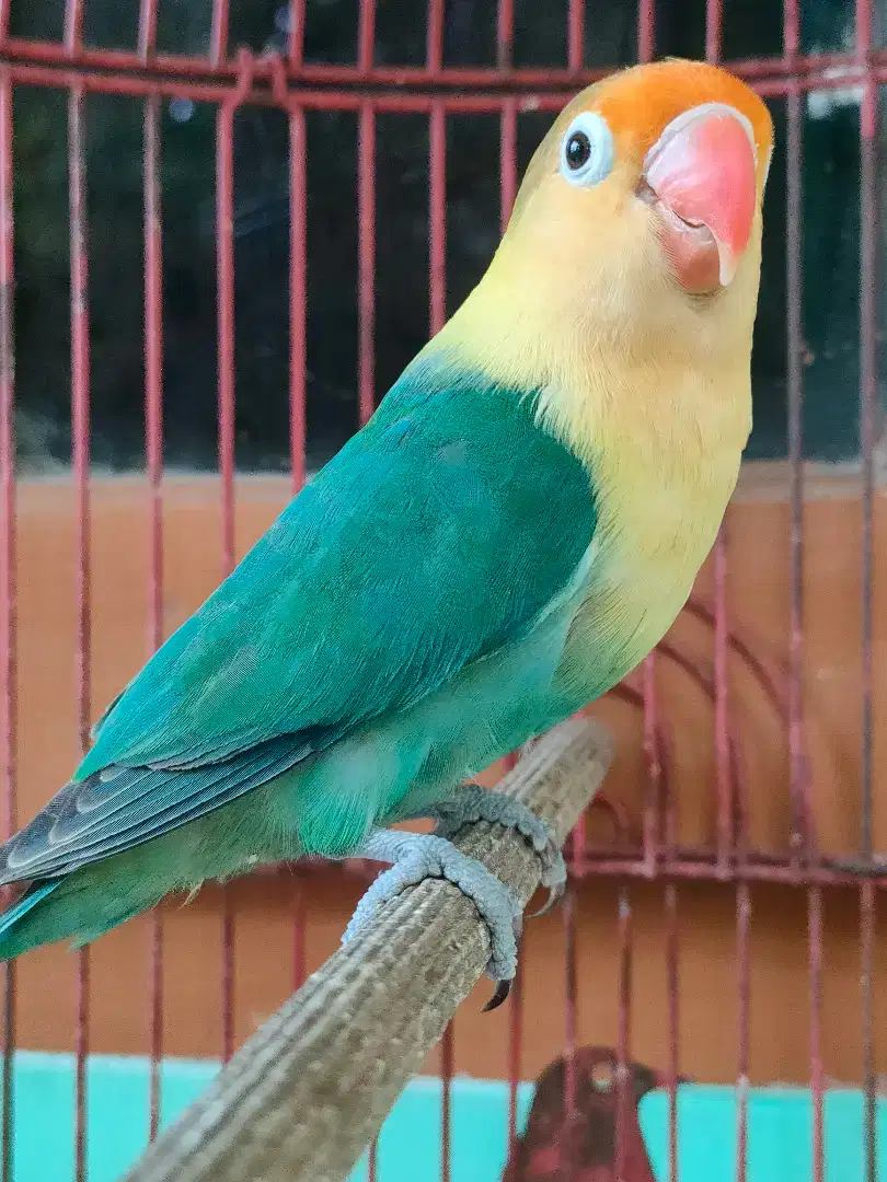Burung Love Bird PB
