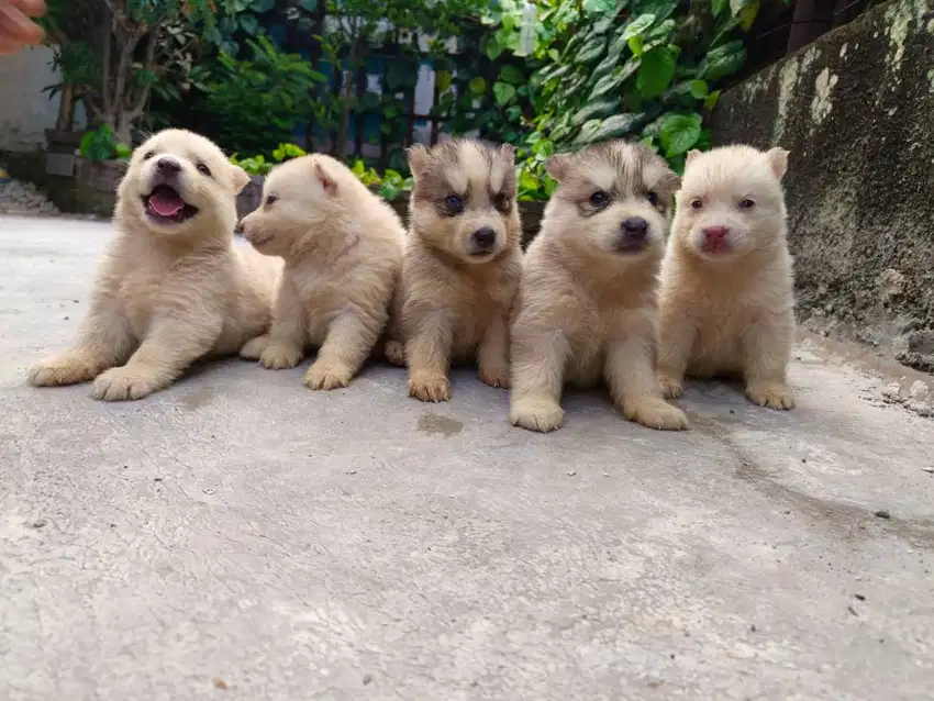 For Sale & Booking Puppy HUSKY