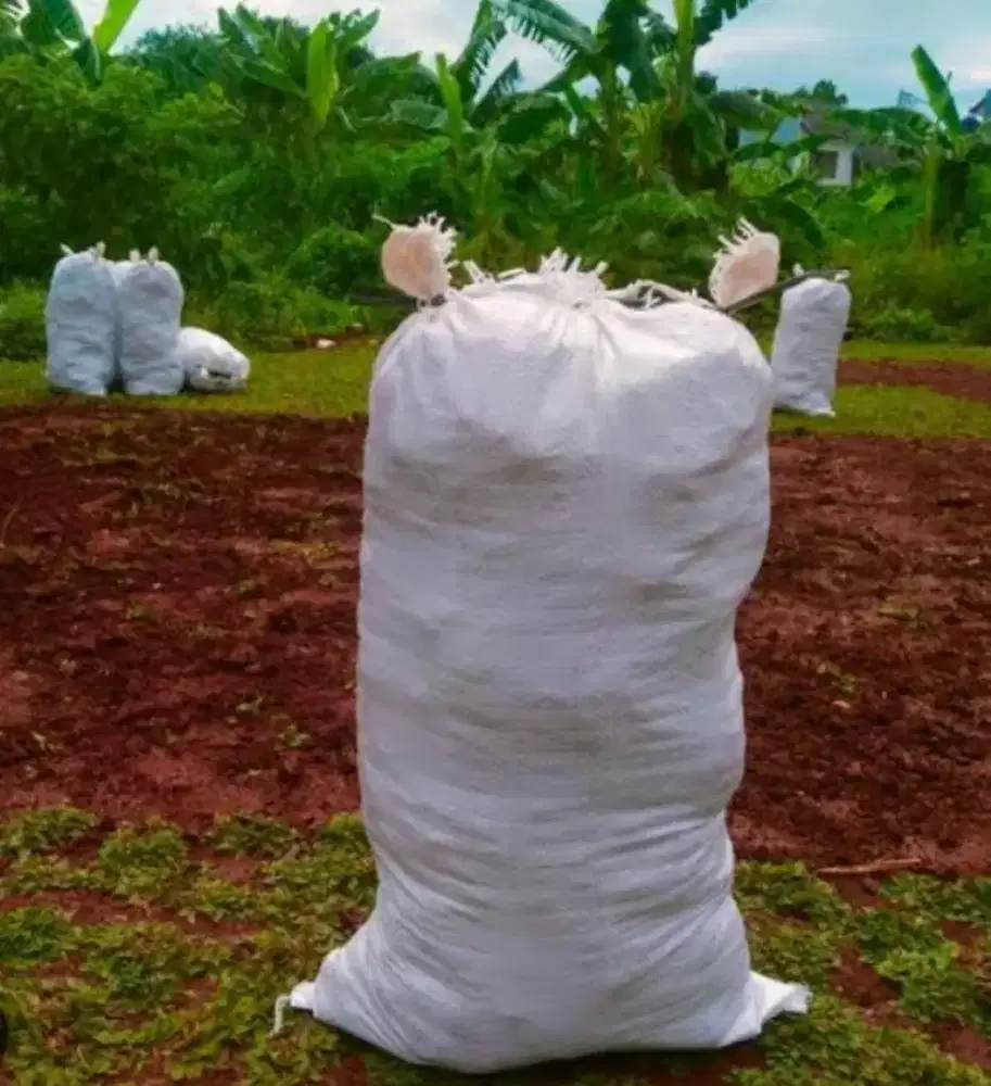 Rumput gajah mini perkarung isi 3mter
