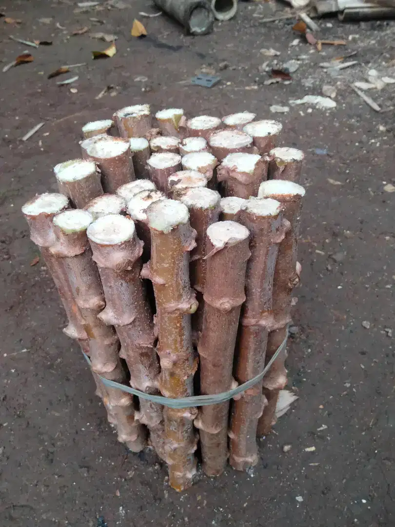 Jual batang singkong