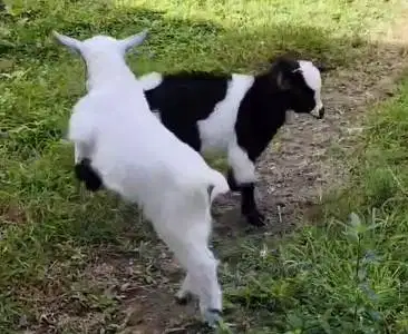 sepasang anakan kambing pygmi kambing mini hias 3 bln TB 30cm original