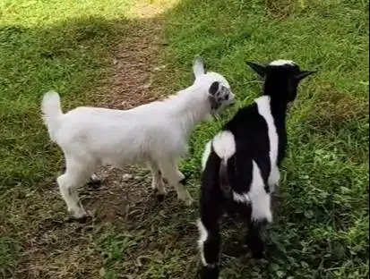 sepasang anakan kambing hias pygmi mini TB 30cm 3 bulanan exotik puas