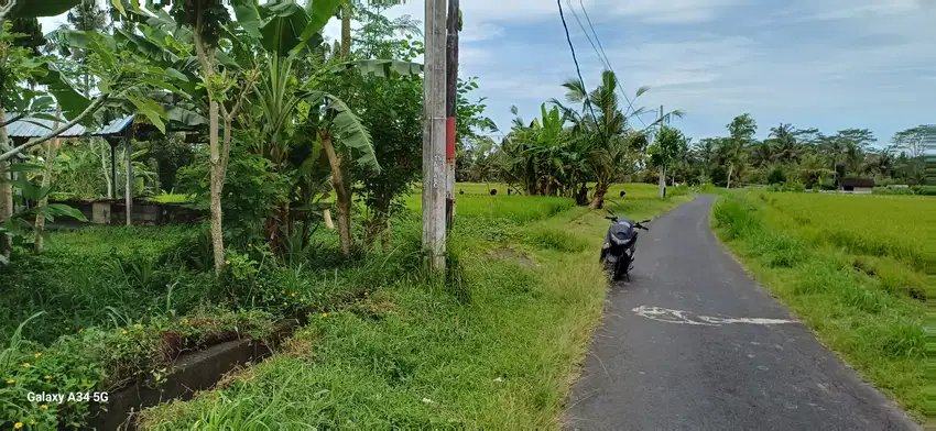 Di jual tanah murah di ubud tampaksiring dengan pesona hamparan  sawah