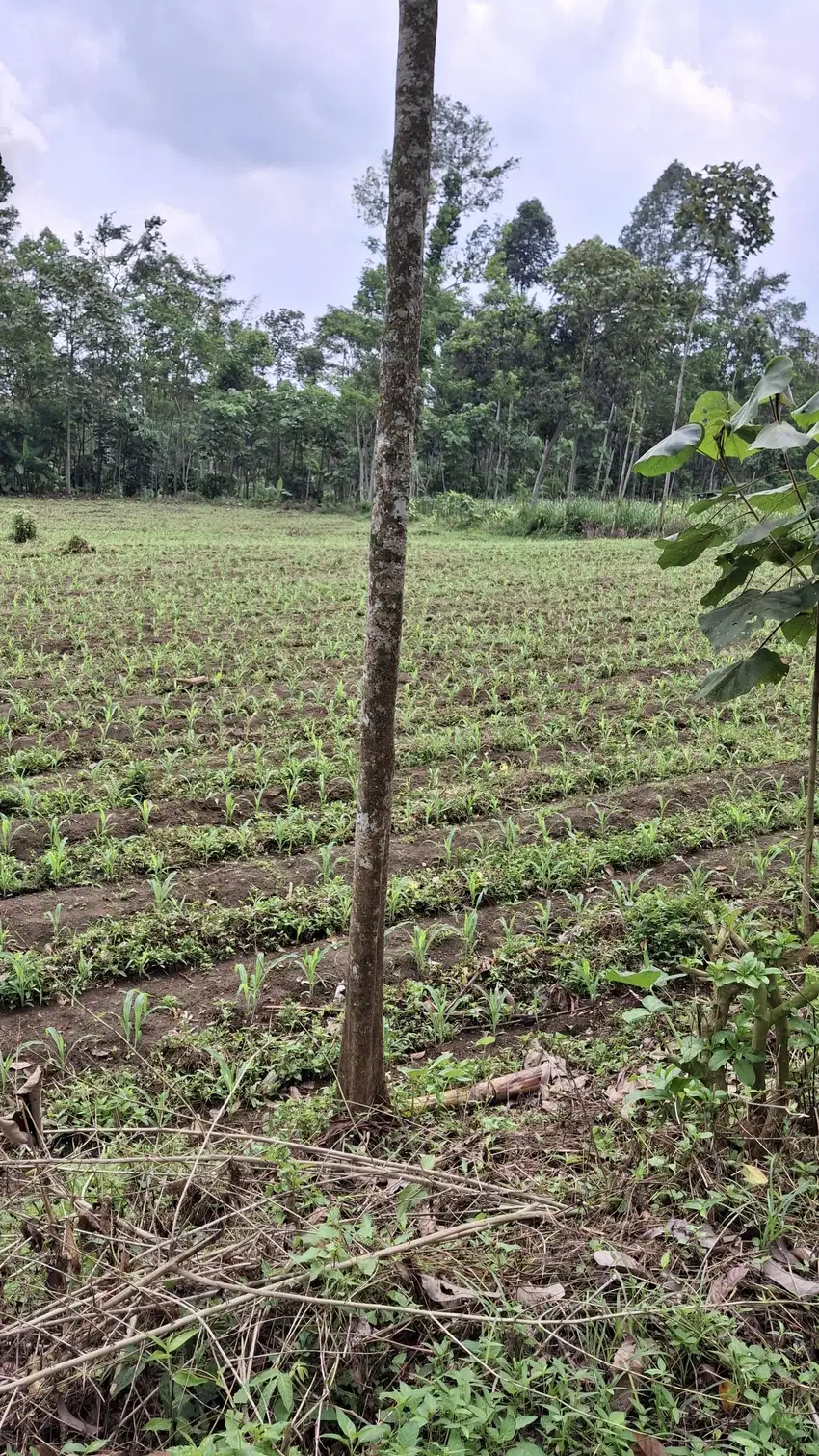 TANAH MURAH KEBUN JAGUNG DEKAT KOTA MALANG
