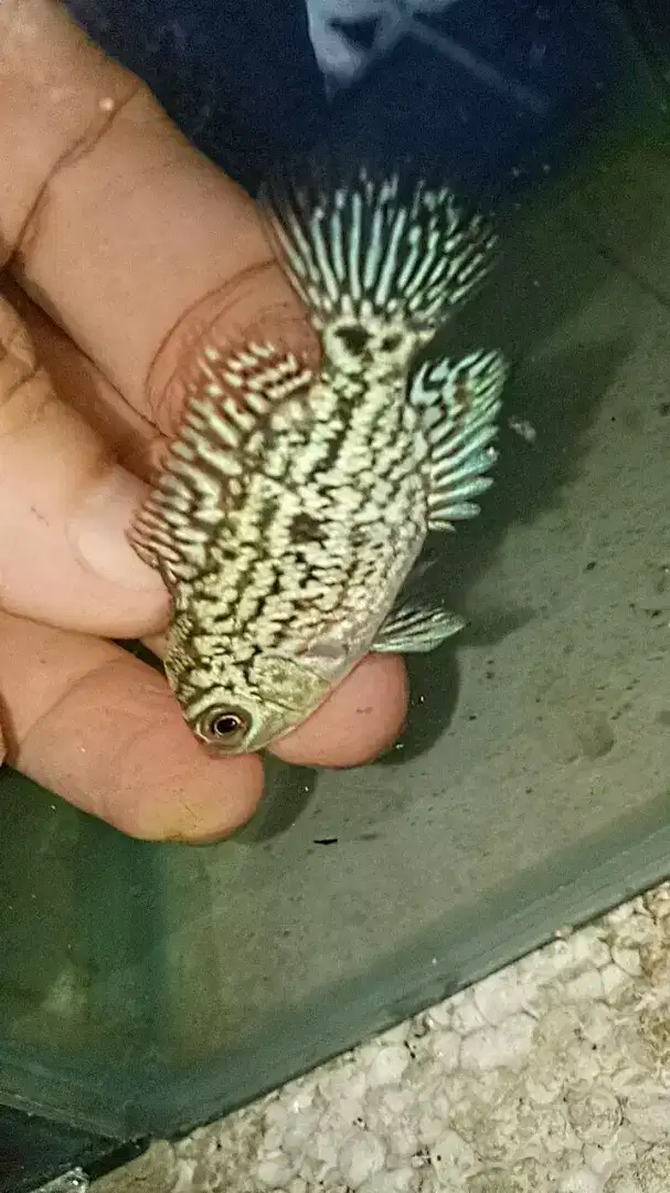 Louhan kamfa f2