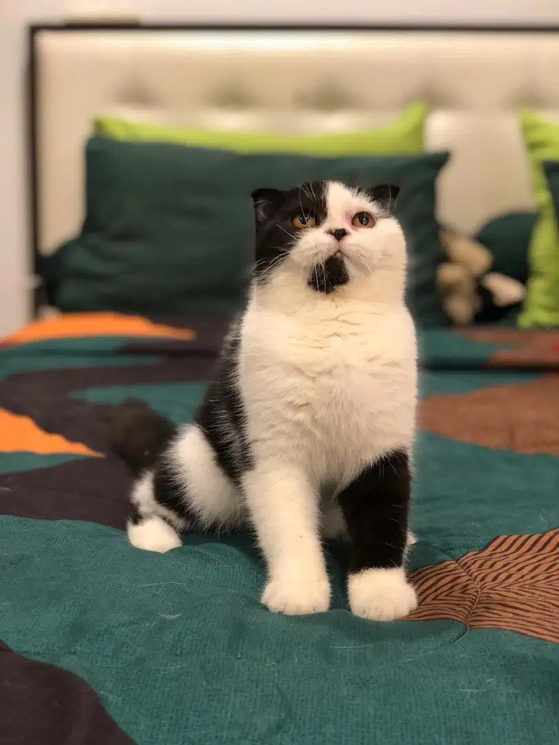 Scottish fold bsh betina