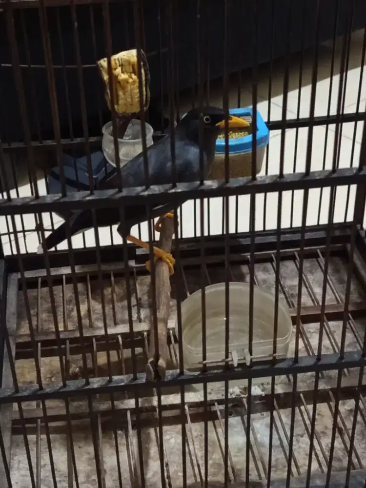 Jalak kebo mata kuning