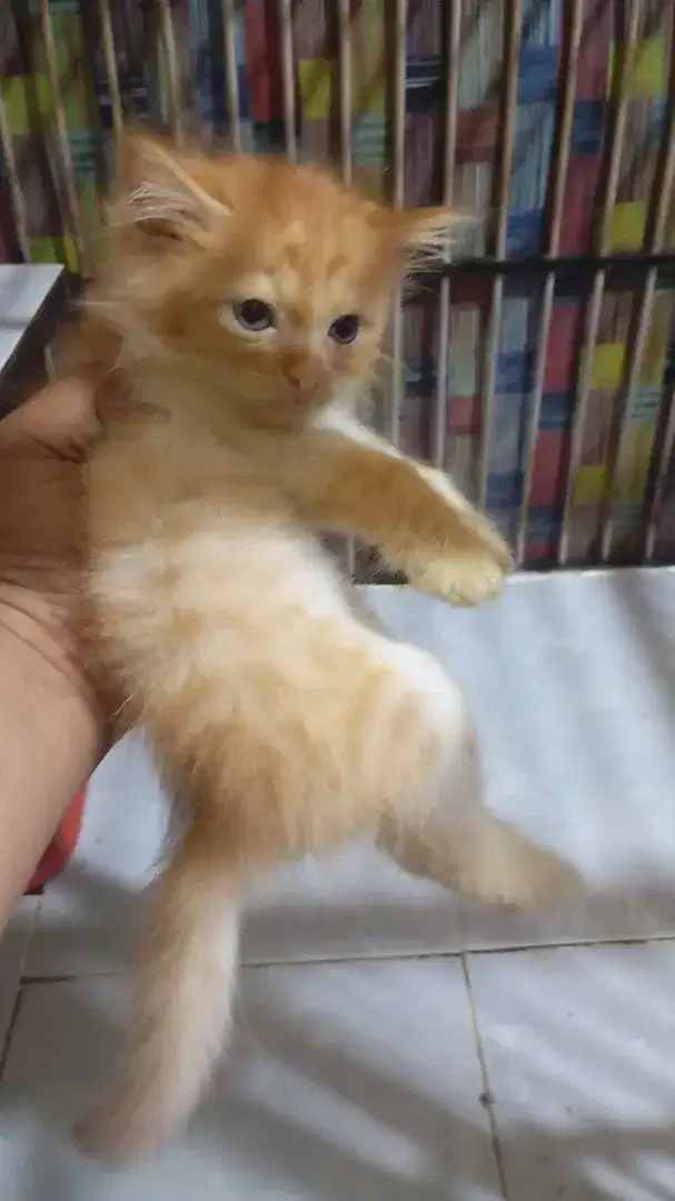 Kitten persia 2 bln