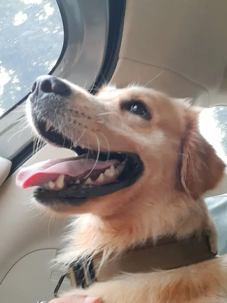 GOLDEN RETRIEVER BETINA 1 tahun 8bulan+ BUKU VAKSIN