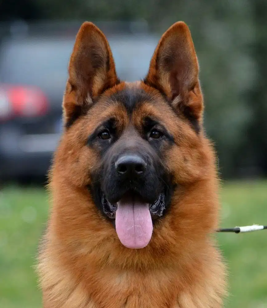 JUAL IMPORT Betina German Sheperd