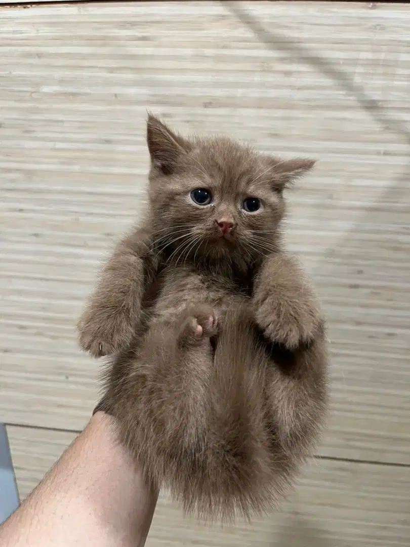British Shorthair - Kitten - Lilac, Cinnamon, Chocolate