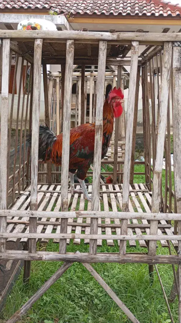 Ayam pelung unggulan