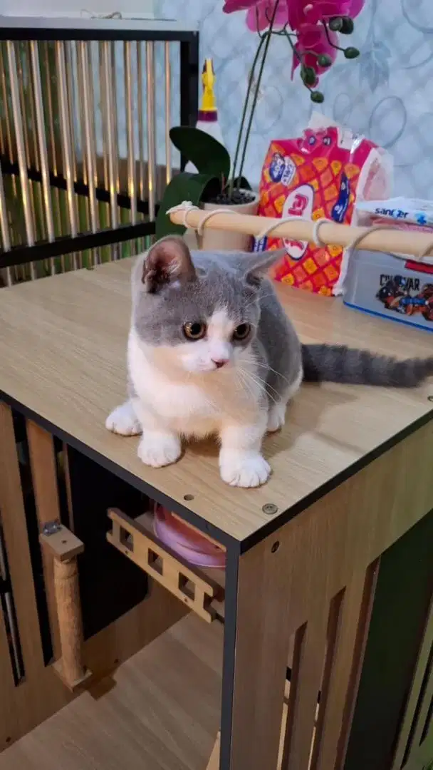 for sale munchkin bsh