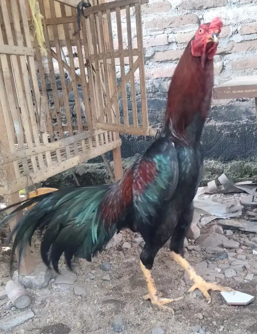 Monggo yang minat langsung aj