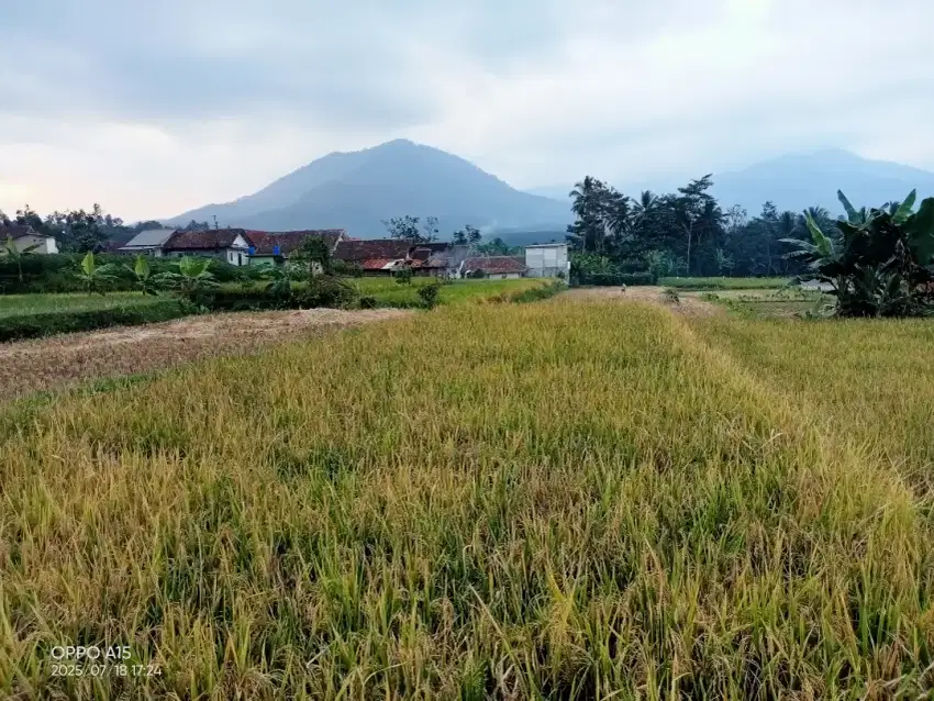 Dijual Sawah view Gunung