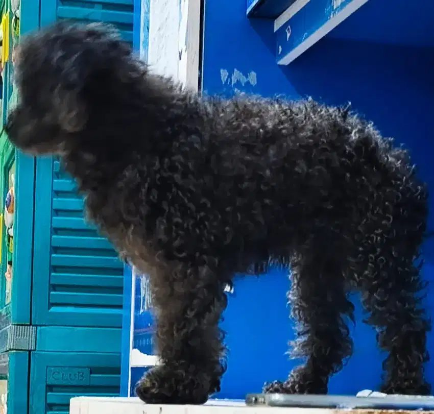 Poodle betina indukan