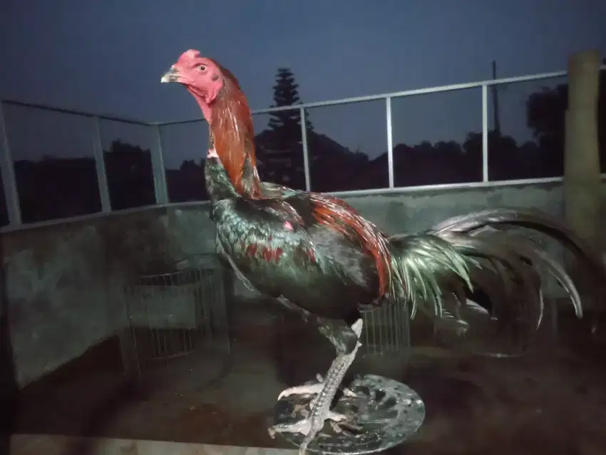 Ayam Bangkok, pakhoy trah juara