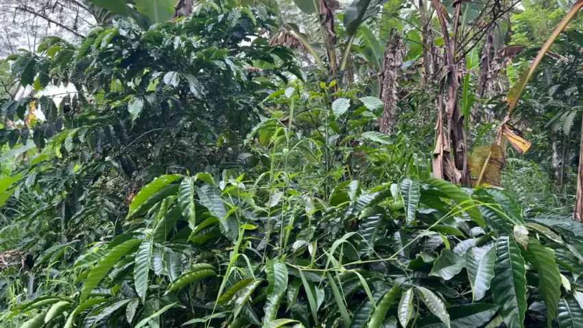 Jual kebun kopi murah di tabanan bali
