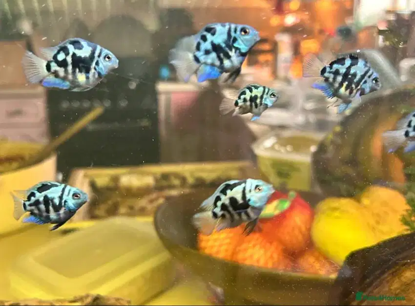 Ikan Hias CICHLID BLUE POLAR