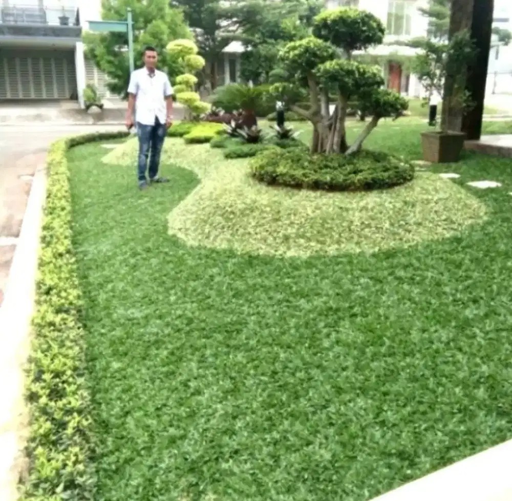 Mnrima bikinan. Taman rumput per MTR 35k sama tanem redy