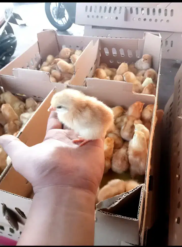 DOC ANAK AYAM PETELUR /BIBIT AYAM PETELUR GARUT SIAP KIRIM