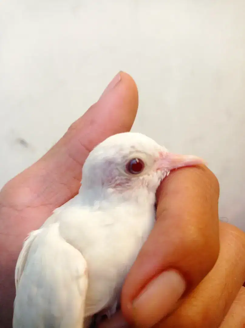 Dijual perkutut putih kapas mata merah