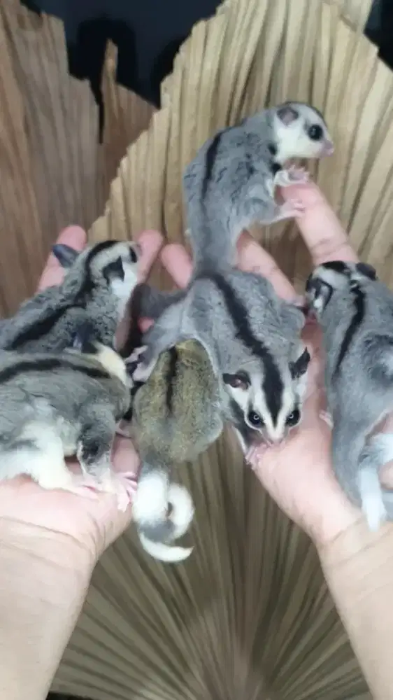 Macam sugarglider joy