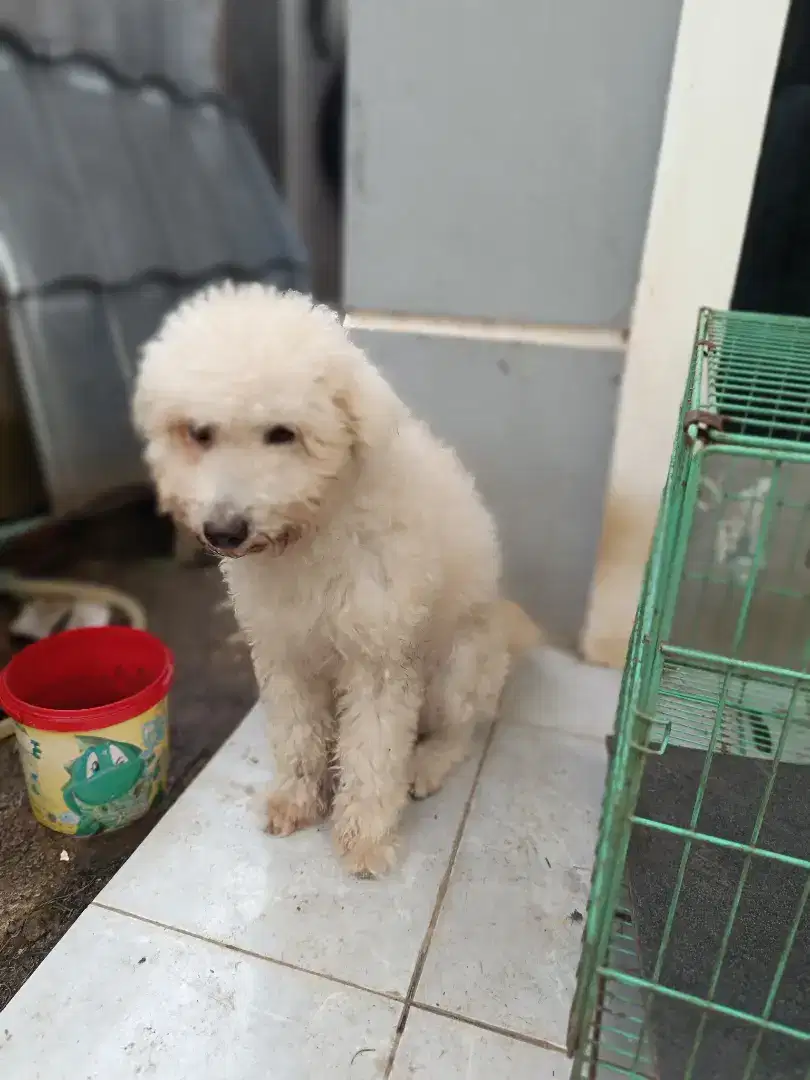 Adopsi anjing golden poodle