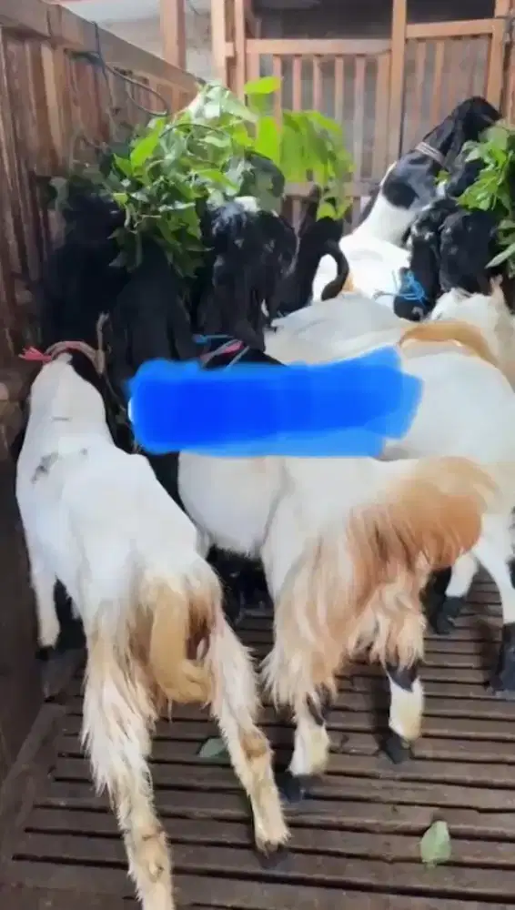 Jual Berbagai macam jenis kambing