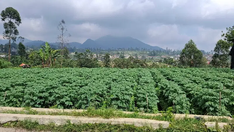 JUAL CEPAT TANAH STRATEGIS CIWIDEY HARGA TERJANGKAU