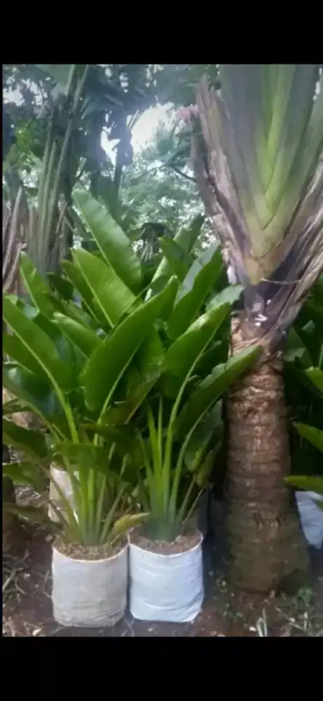 pohon pisang kipas bogor