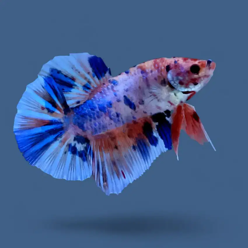 ikan cupang giant candy