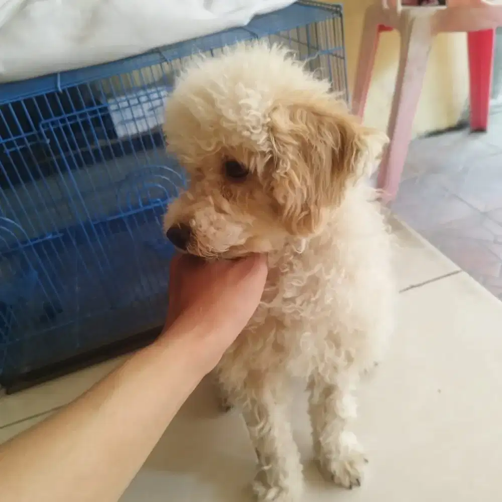 Toy poodle usia 7 bulan jantan