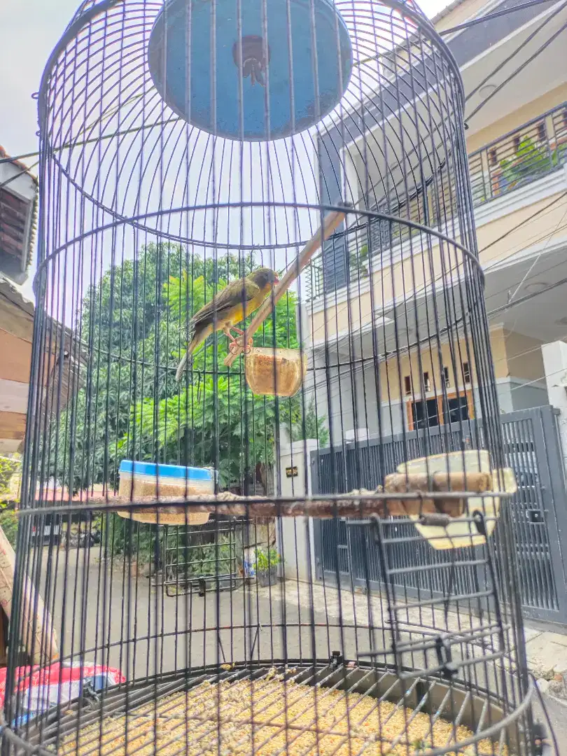 Jual kenari + kandang