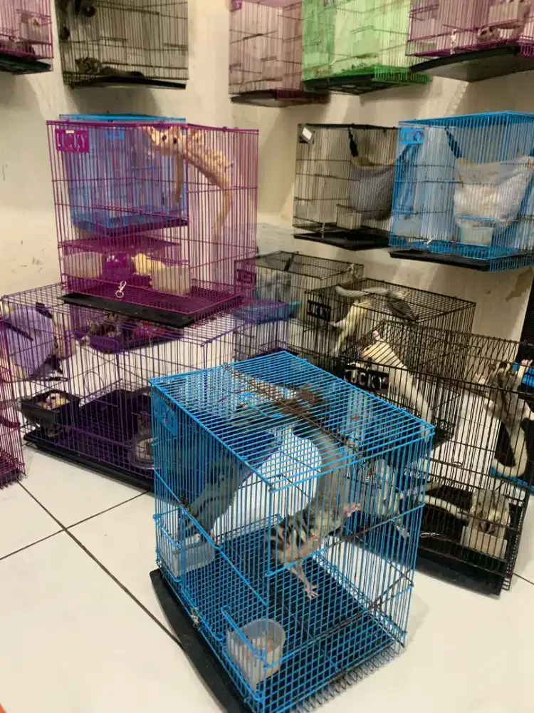 Sugarglider ready for adopt