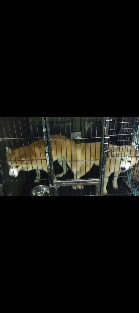 Pejantan Japanese Akita